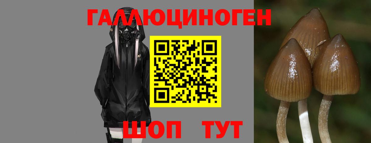 Псилоцибиновые грибы Cubensis  Галлюциногенные грибы Cubensis  Ижевск 